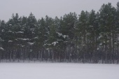 Orle Zima