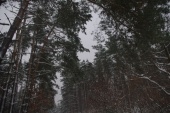 Orle Zima