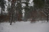 Orle Zima