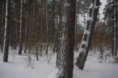 Orle Zima