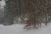 Orle Zima