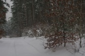 Orle Zima