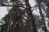 Orle Zima